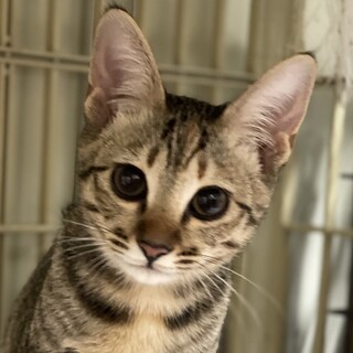 募集停止なれなれ甘えん坊❤️キジトラ女子