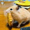 はむたろ