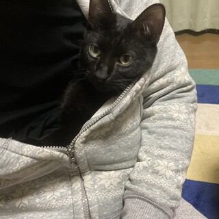 やんちゃな黒縞子猫　