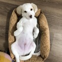 ヤンチャで元気な男の子、生後5ヶ月のスフレ君
