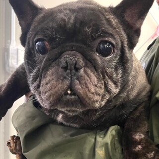 21-W888　美形なフレンチブルドック♪