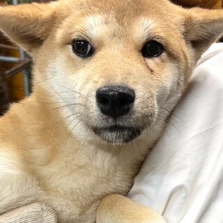 21-W911　柴の仔犬ちゃん♪