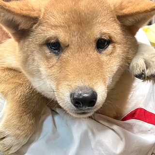 21-M918　柴仔犬ちゃん♪