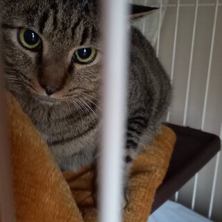 ちびくん　オス　2歳