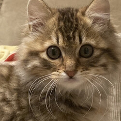 保護猫の譲渡会　in横浜 サムネイル2