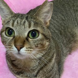 保護猫の譲渡会　in横浜 サムネイル3