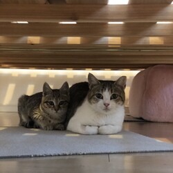 母猫と2ヶ月の仔猫を保護