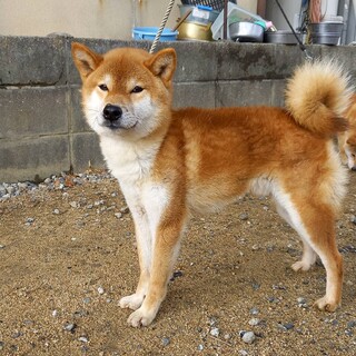 柴犬　優良血統の男の子　複数頭の募集です