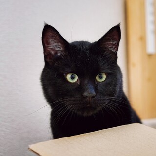 【【緊急】】イケメン！黒之くん