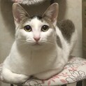 ゴロゴロにゃん　抱っこ大好きすごい甘えん坊さん