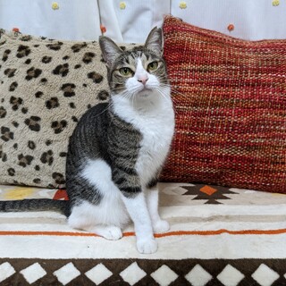 小柄なキジ白の女の子、すずめちゃん。