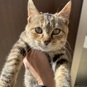 子猫　メス　生後2.3月　保護中　里親探し中