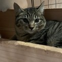 おとなしいトラ猫ちゃんがあなたを待ってます