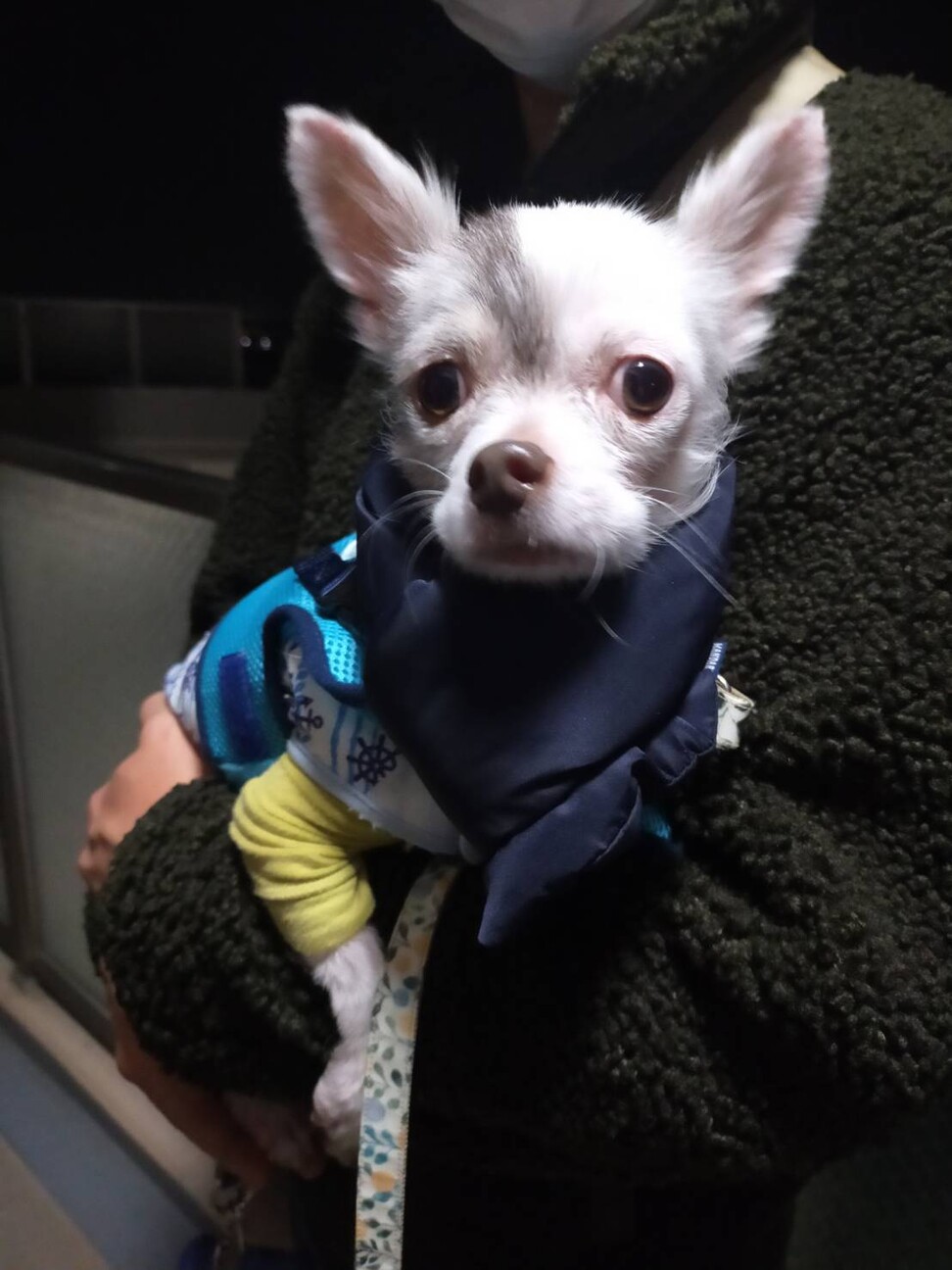 甘えん坊のチワワの男の子 茨城県 犬の里親募集 ペットのおうち 月間利用者150万人