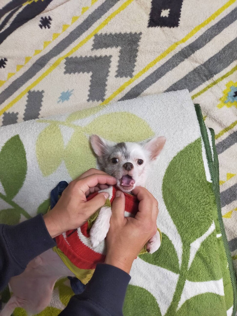 甘えん坊のチワワの男の子 茨城県 犬の里親募集 ペットのおうち 月間利用者150万人