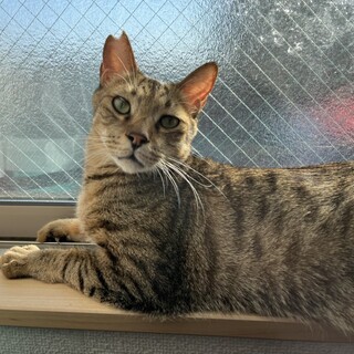 エイズキャリアだけど元気いっぱい、にいちゃん。