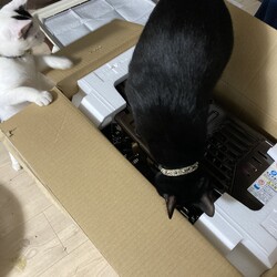 「Thank you 2021 おうちの皆様へ多謝」サムネイル2