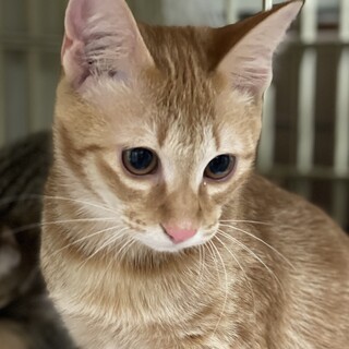 イケニャン人慣れ❤️綺麗な茶トラ男子レイ