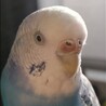 ぺちよし
