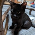 黒猫ちゃん3ヶ月