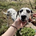 ダルメシアンのルーシー４歳の女の子です！！！