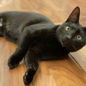 とっても人懐っこくて甘えん坊な黒猫ちゃん！！