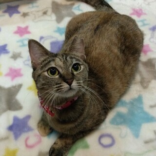 ずっとのおうち決定！麦わら猫　おりちゃん(^^)