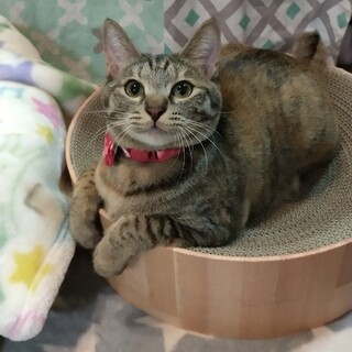 ずっとのおうち決定！フルティカちゃん(*^^*)