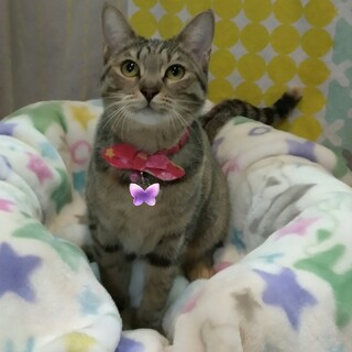 ずっとのおうち決定！麦わら猫アメーラちゃん(^^)