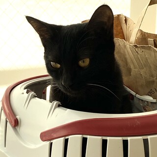 甘えた鳴き声の美人黒猫バジル