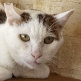 ぱっつん模様が可愛い☆シロ猫のツー君❣️