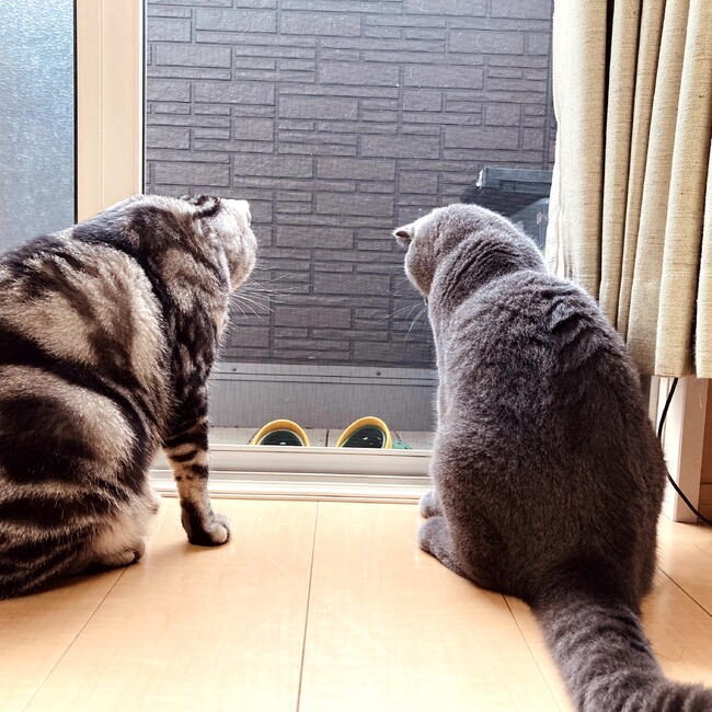 Okazu_のカバー写真