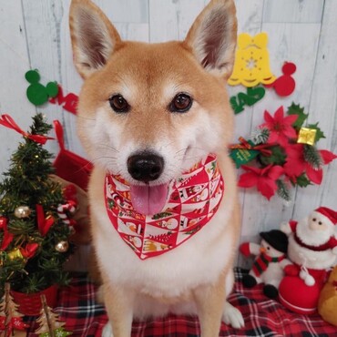 今年最後のトリミング