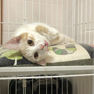 茶白のツンデレ猫ちゃん