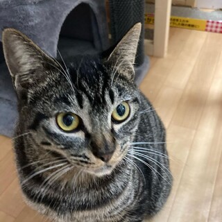 普段は控えめ、おやつの時は二足立ち７ヶ月こうちゃん