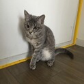 子猫の飼い主募集中[一旦募集お休み中]