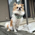 チワワ　オス