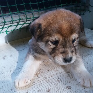 家族に加えてください