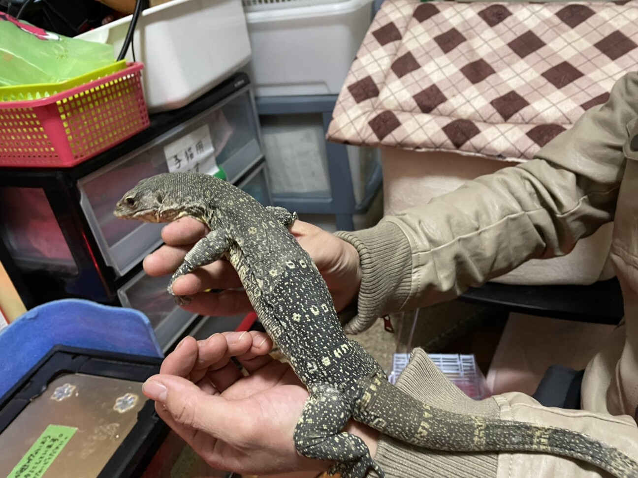 ナイルモニター