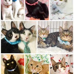 ねこざんまい譲渡会@東日本橋 サムネイル2