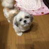 マノン