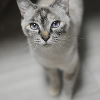 シャムミクスのセレストちゃん！