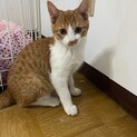 再投稿　3ヶ月仔猫　ワクチン済み　兄弟一緒に