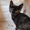 ぽんぽん♡しあわせにゃんこになりました サムネイル2
