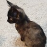 ぽんぽん♡しあわせにゃんこになりました サムネイル3