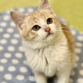 せんちゃ♡家族ができました
