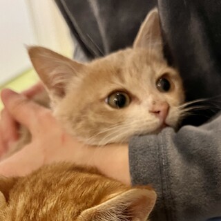 ほうじちゃ♡家族ができました