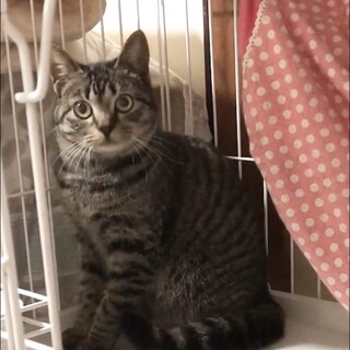 とても臆病な静香ちゃん☆優しく寄り添って下さい