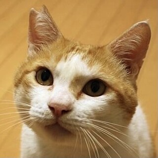 人が大好き☆とっても甘えたな茶シロのにに君❣️