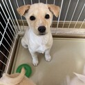 垂れ耳✴︎控えめなクリームの家族を探してます。